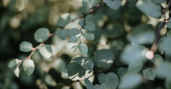 CORE Weight Management Program